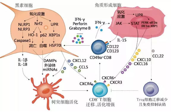 【医学前沿】 白癜风发病机制研究热点解析
